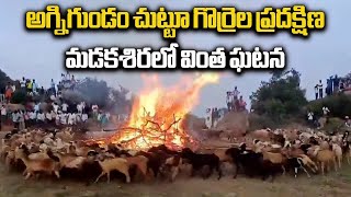 Sheeps Circling A Giant Fire Pit, Strange Incident In Madakasira Satya Sai District Samayam Telugu