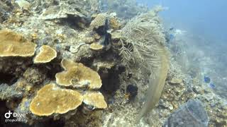 Freeswimming Green Moray Eel