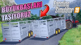 Büyükbaş Hayvanlari Taşiyoruz Balyalari Topluyoruz
