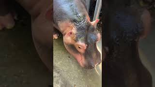 Hippos Eat Watermelons.