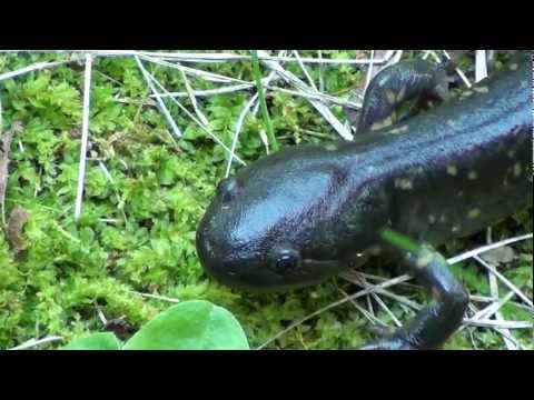 Header of Ambystoma tigrinum tigrinum