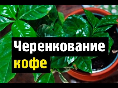 Домашнее растение кофе уход в домашних условиях Домашнее растение кофе уход в домашних условиях