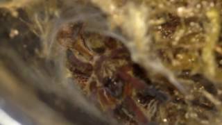 Watering My Tarantulas Den Blue Legged Baboon Shows Off