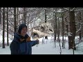 Finding Dry Wood in Winter - Life in the Northwoods (Ep. 15) 1080p