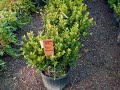 Prune Your Thuja Arborvitae care. Prune Your Thuja Arborvitae care. Bill has different take on all subjects... See more at www.billytrash.com Bill sells