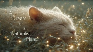 Melting Pot Musics - A Dream Of A Naturalist Piano Dreamlike Gentle Piano Music