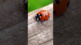 Ladybug Farts