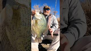Giant Crappie Pending Catch And Release Colorado State Record Black Crappie