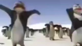 Пингвины Флексят Под Таджикистон