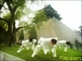 氣功 - Qi Gong. Ba Duan Jin: 8 piezas de Brocado