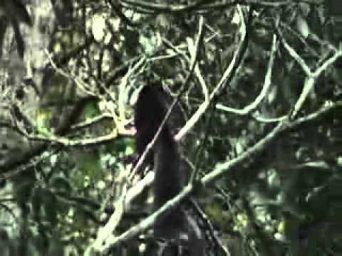 Malabar giant squirrel at Peryiar Tiger Reserve