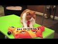 Pancake Meowsic Video