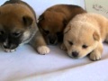 豆柴子犬