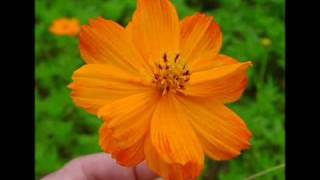 Claire De Lune Beautiful Flowers Claire De Lune Beautiful Flowers