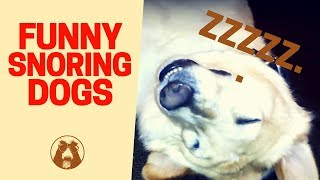 Snoring Dogs - Dogs Snoring Loud Like Humans