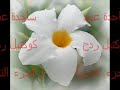 ساجدة عبيد - كوكتيل ردح ( الجزء...