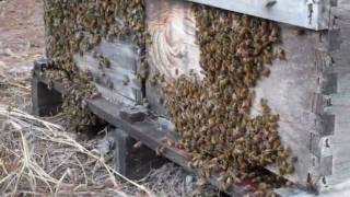 Jupiter Farms homes for sale: A beehive of activity