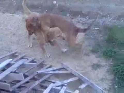 ellinikes tsontes video