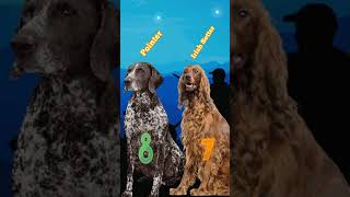 The Top 10 Best Hunting Dogs