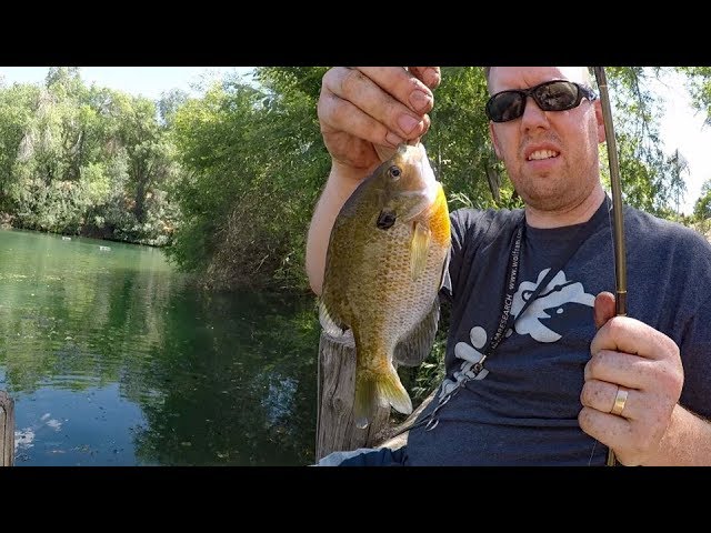 Watch Pond fishing for bluegill and white bass with worms. How to catch bluegill on YouTube.