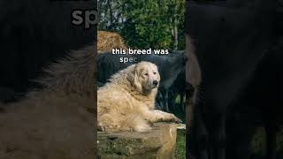Maremmano Abruzzese Sheepdog From