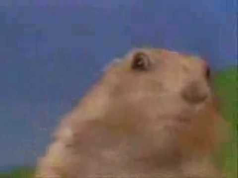 Hamster Look