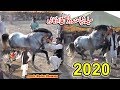 2 March 2020 /All Pakistan Horse Dance/ Shahmand Watto Okara -570