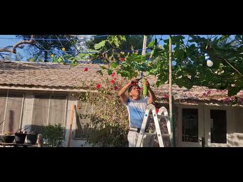 First  harvest Patola fruits in Dubai Backyard Garden