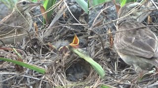 Berburu Sarang Burung Branjangan Jawa