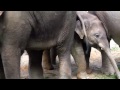 Baby Elephant Ludwig and his aunts Mangala and Panang :- The little Rascal at Munich Zoo -