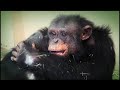 Save The Chimps History