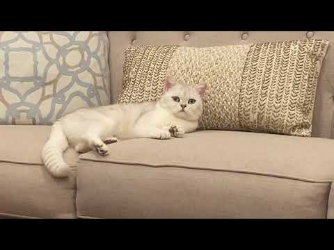 Cute cat wants more attention || Coco the cutest Cat