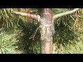 David Noshad_White Pine Blister Rust_2011.wmv