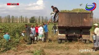 Аграрии Дагестана Собрали Рекордный Урожай Винограда