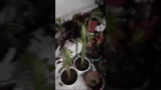 Evdeki Çiçeklere Kış Bakımı