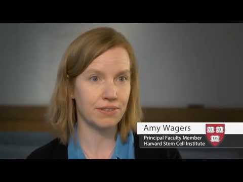 protein-rejuvenates-old-hearts-in-mice.html