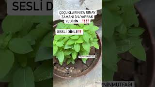 Çoçuklarımıza Sınav Zamanı 34 Yaprak1.323Fesleğen Yidirmeyi Unutmayalım İbrahim Saraçoğlu Hocamızı