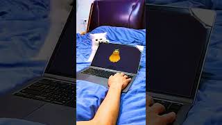Cat Bites Laptop Screen While Watching Fiddlement - All Monster Sounds My Singing Monsters