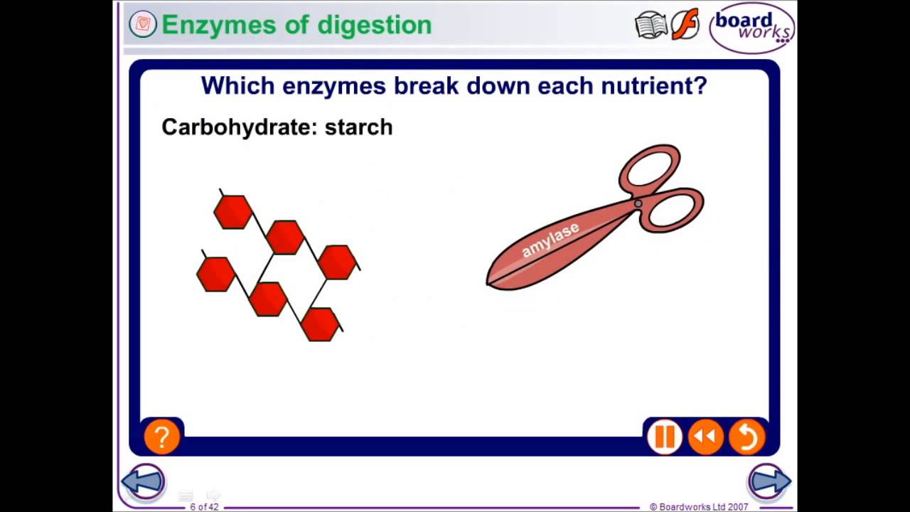 download protein synthesis