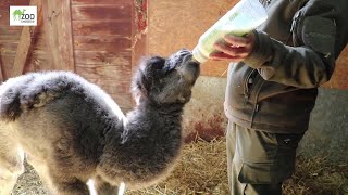 Wielbłąd Urodził Się W Chorzowskim Zoo 07.04.2023