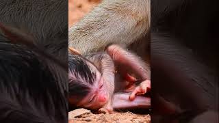 Cute Baby Monkey Cant Move Fast