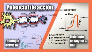 Potencial De Acción Fisiología Nerviosa Ces De Sodio Y Potasio Fisiología De Guyton & Hall