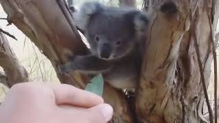 Rare Wild Koala Baby Encounter On Kangaroo Island