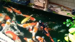 雨天餵魚趣 DIY 錦鯉魚池