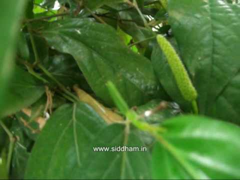 Medicinal Plants or Medicinal Medicinal Plants or Medicinal
