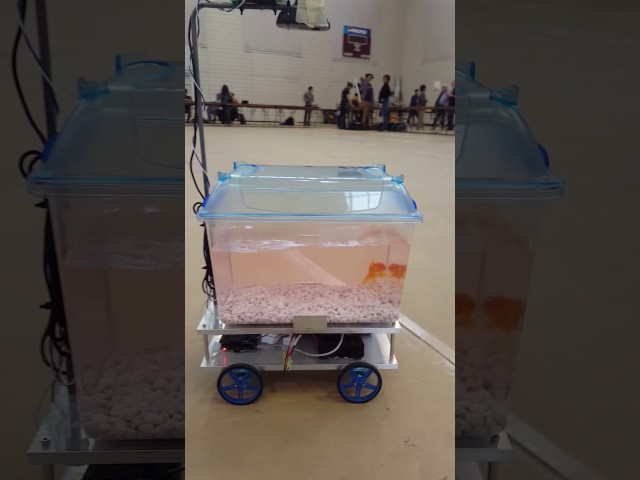 Goldfish Is Steering His Own Aquarium - Video