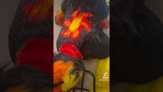 Taysol Wants You To Look, But Dont Touch Fursuit S