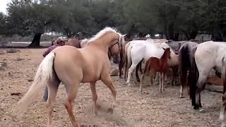 RANCHOLAROSA. MATTDILLON DUNITNICE POTRO SEMENTAL#CUARTOSDEMILLA