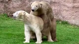 Animals Life Story: Wild animals make love