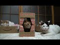 箱で遊ぶ猫 Cat playing with box